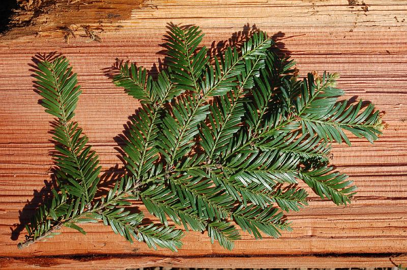 Still Life.jpg - Still life: a Redwood sprig lies atop a freshsplit piece of wood.